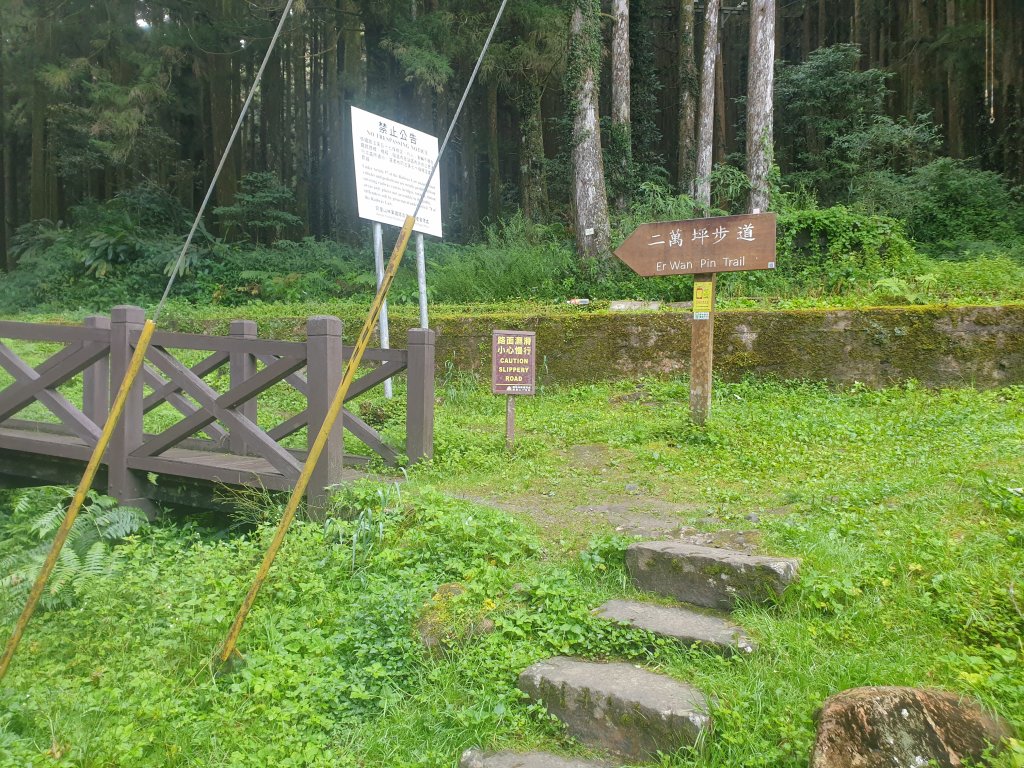 20220716鹿林神木、二萬坪步道、二萬坪山、屏遮那山_1774946