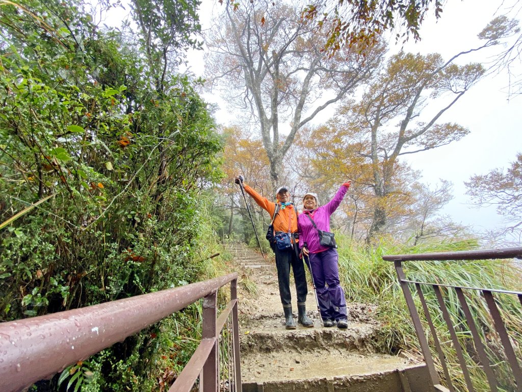 太平山山毛櫸步道與浪漫金黃相遇    2021/11/16_1519132