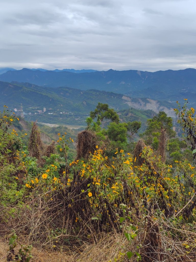 大棟山系南段 水利古道西口 上 竹高崙山 連走 鳥子嶺 坑仔內山 大崖山 下 龍目井農場_2953116