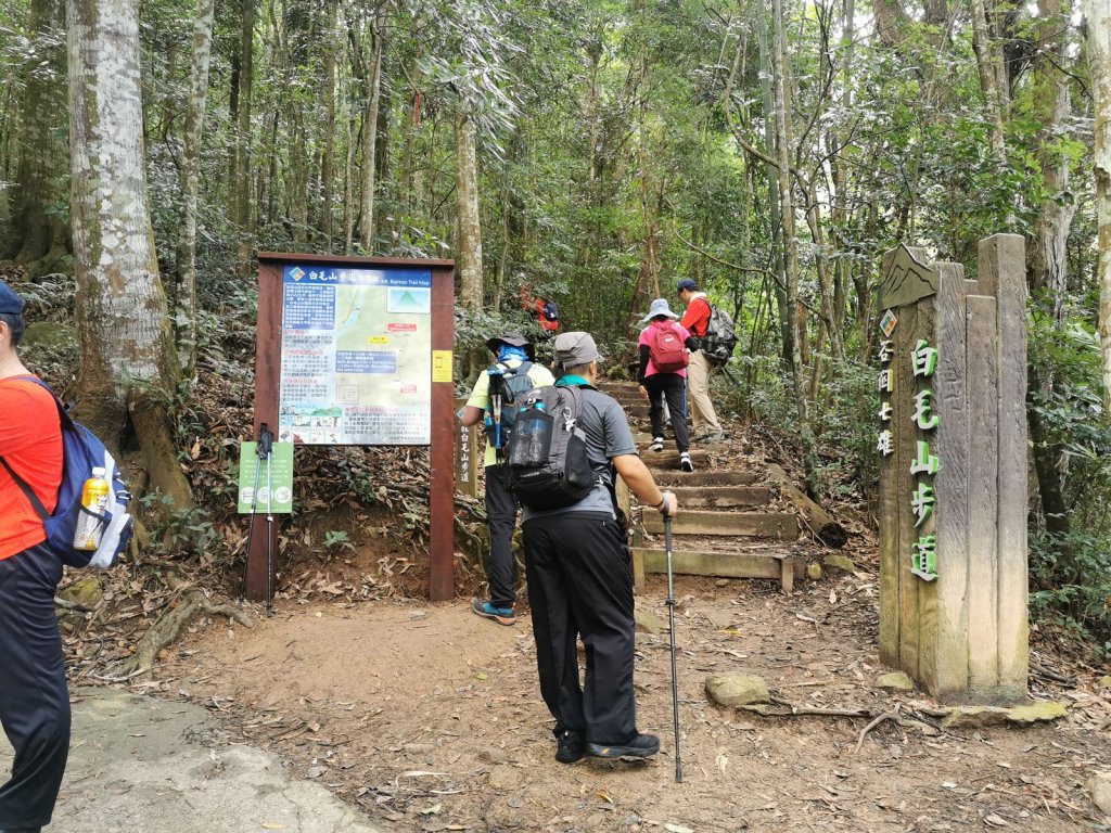 白毛、馬崙山-崇敬的巨木-五葉松媽媽_1085788