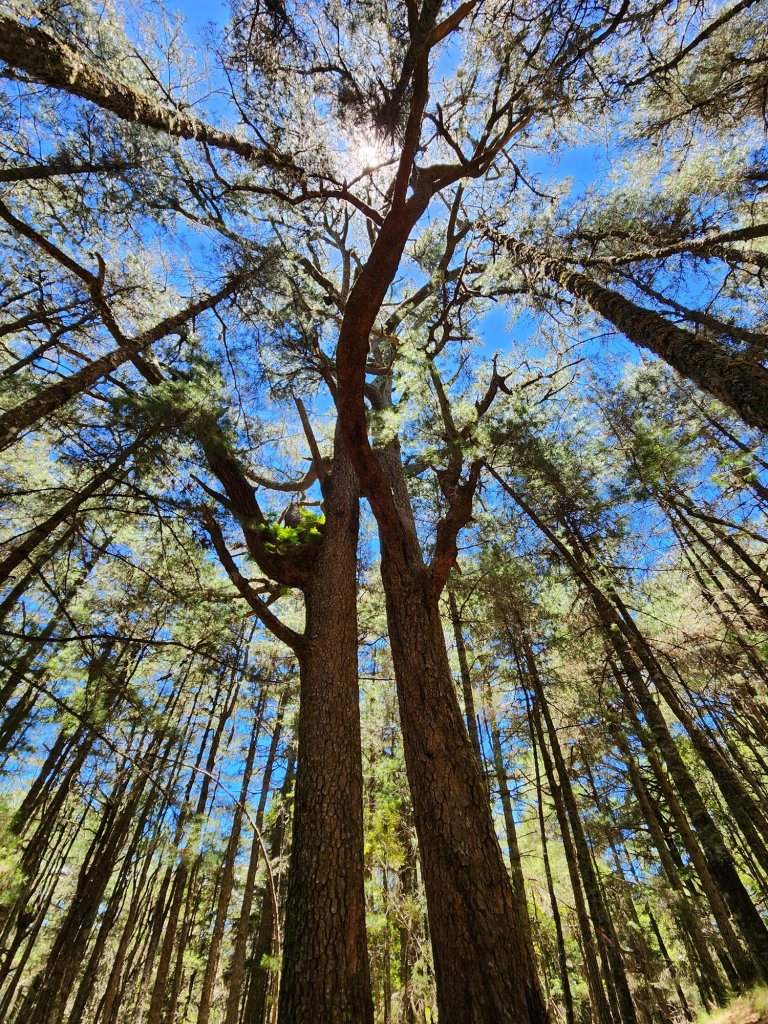 中央尖山西稜(非傳統路徑)_2244102