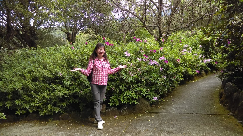 絢麗燦爛的滬尾櫻花大道、景致優美的天元宮_874793