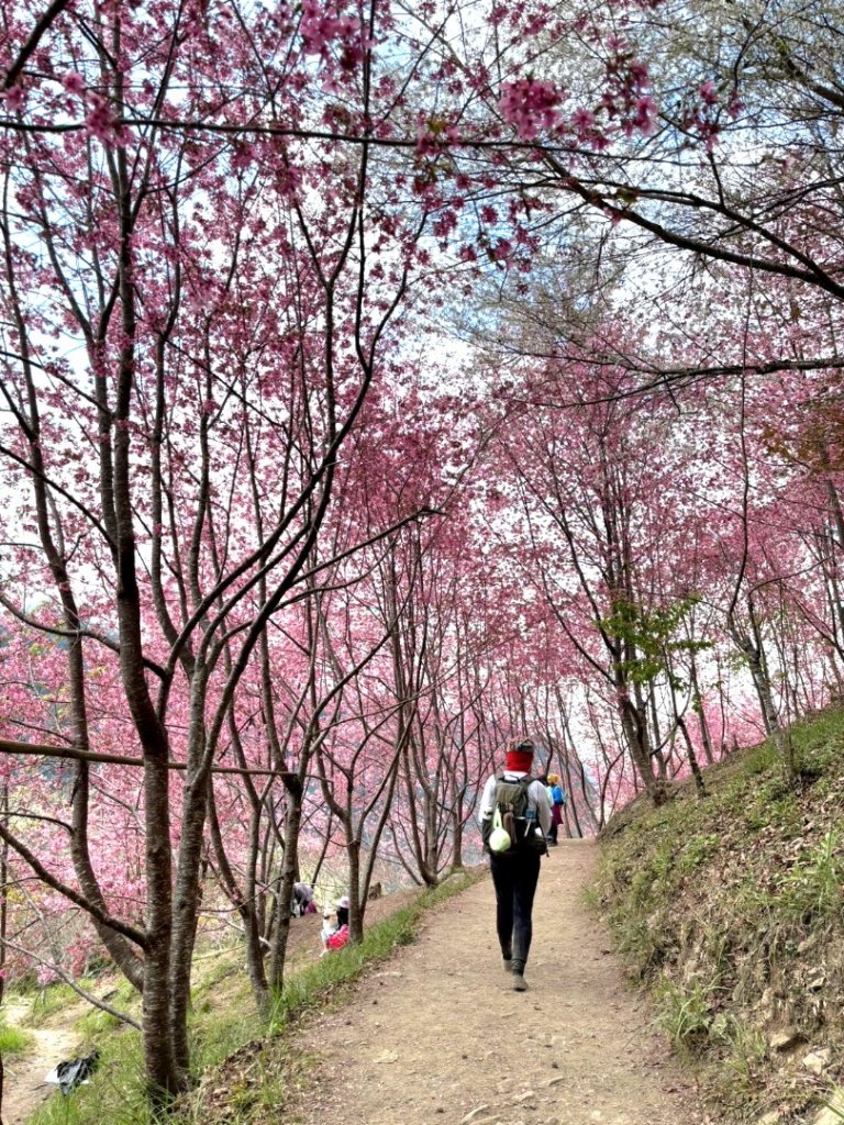 司馬庫斯巨木步道Yaya,櫻花園賞櫻_2440770
