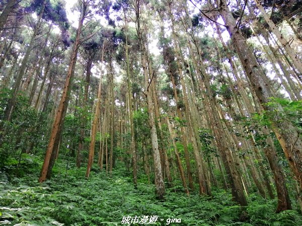 【苗栗。南庄】到山裡森呼吸。 小百岳集起來。編號32小百岳-向天湖山_1466261