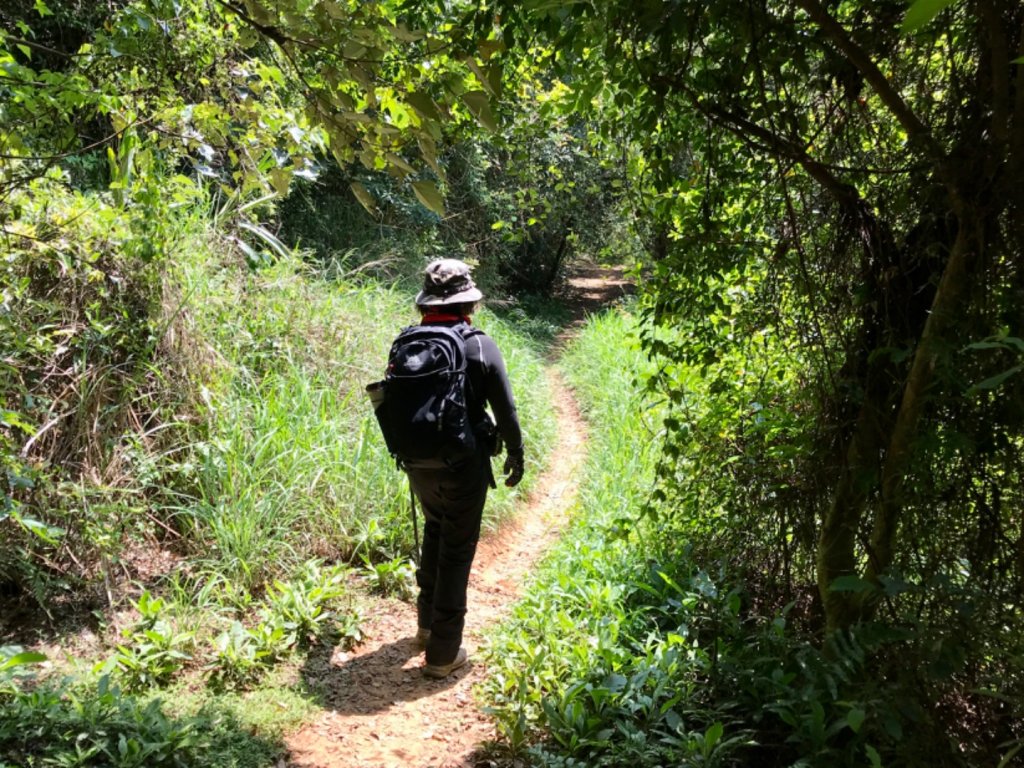 龍鳳連稜少隻鳳_1664451