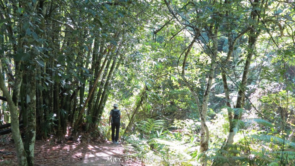 《南投》侏儸紀公園｜魚池澀水森林步道O繞20240629_2538494