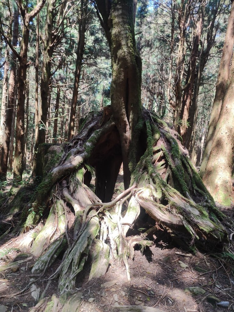 特富野古道>東水西峰>東水山>玉兒山>特富野古道（逆O)_2743779