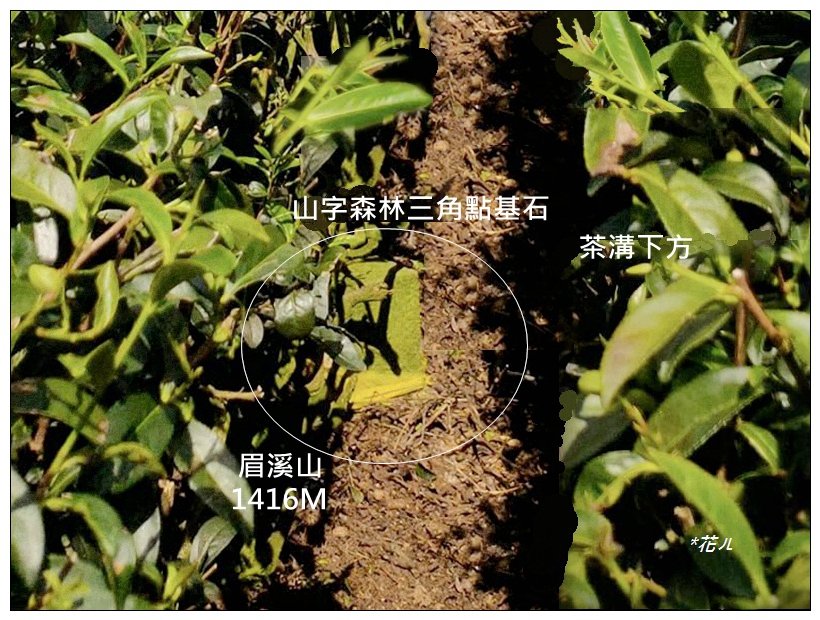 眉溪山茶園秘境_2612552