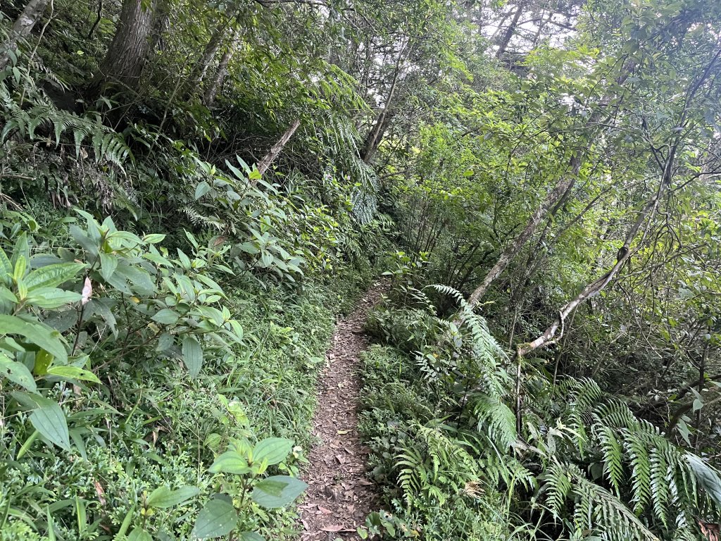 [淡蘭古道] 2024_0623 中路第五段-烏山越嶺古道_2533826