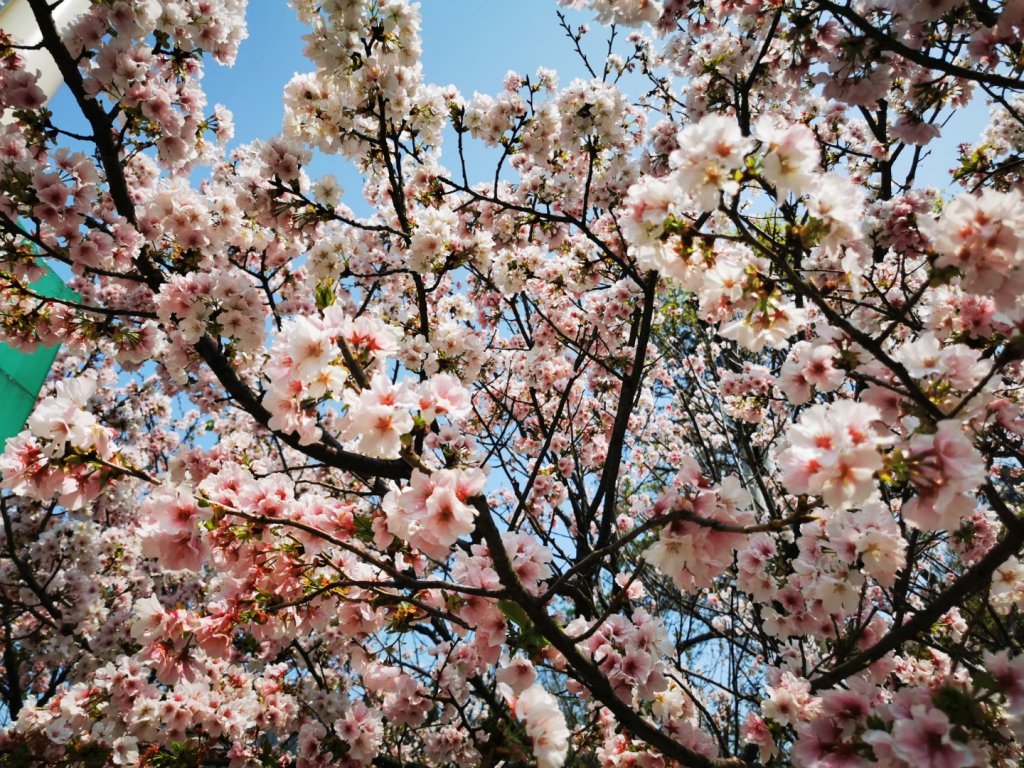 衝!最後一波的櫻花開_2074798