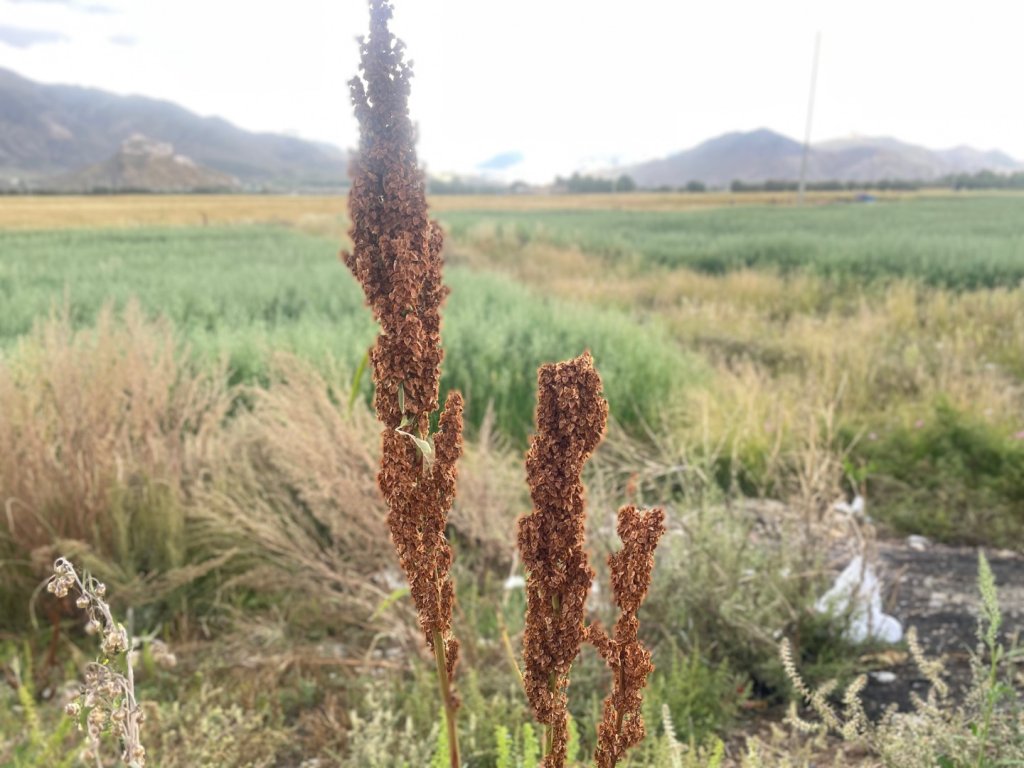 川藏33天深度之旅💙#稻城亞丁-來古冰川_2902450