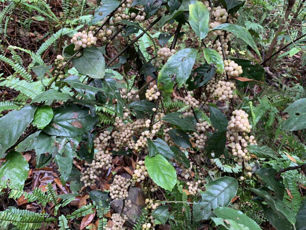 【中級山】明知山沒虎，偏向虎山行_2441949