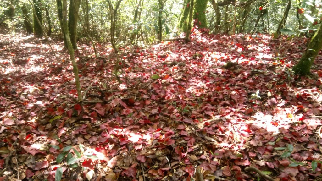 芝生毛台山，虎禮山_481734