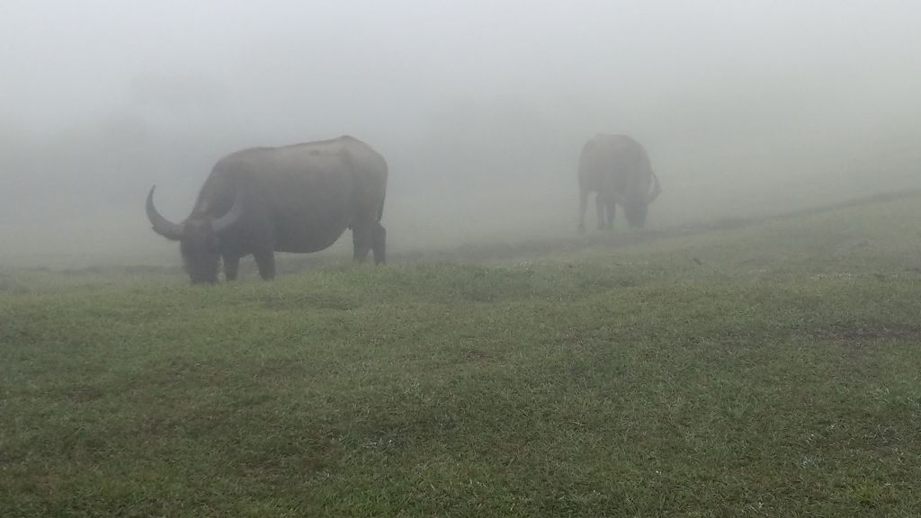 陽明山東西大縱走活動_402804