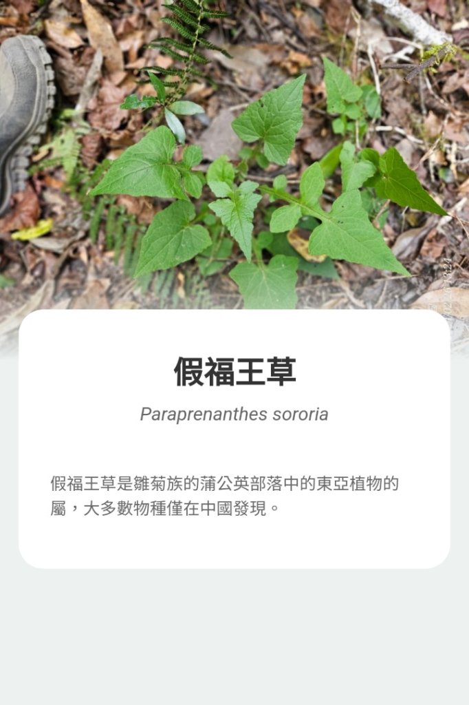 鎮西堡巨木群步道o型全程一日遊_2440429