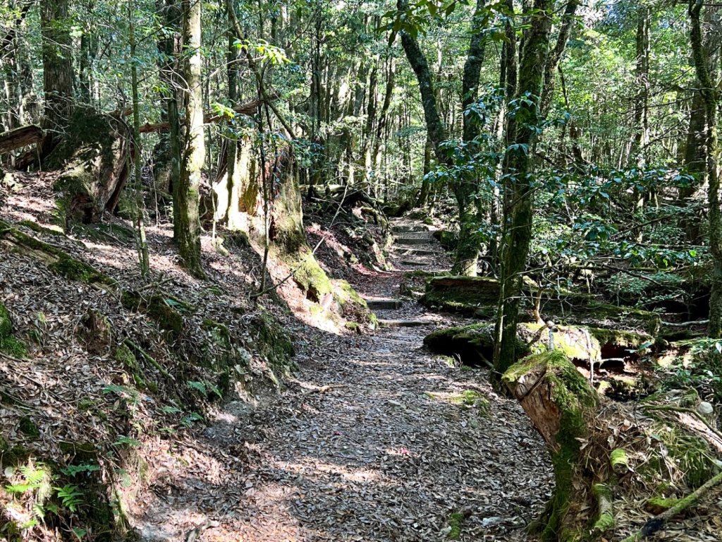 船型山環走大雪山210林道_2978031