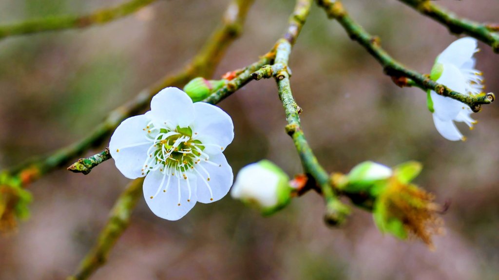 梅嶺竹子尖山_2987462