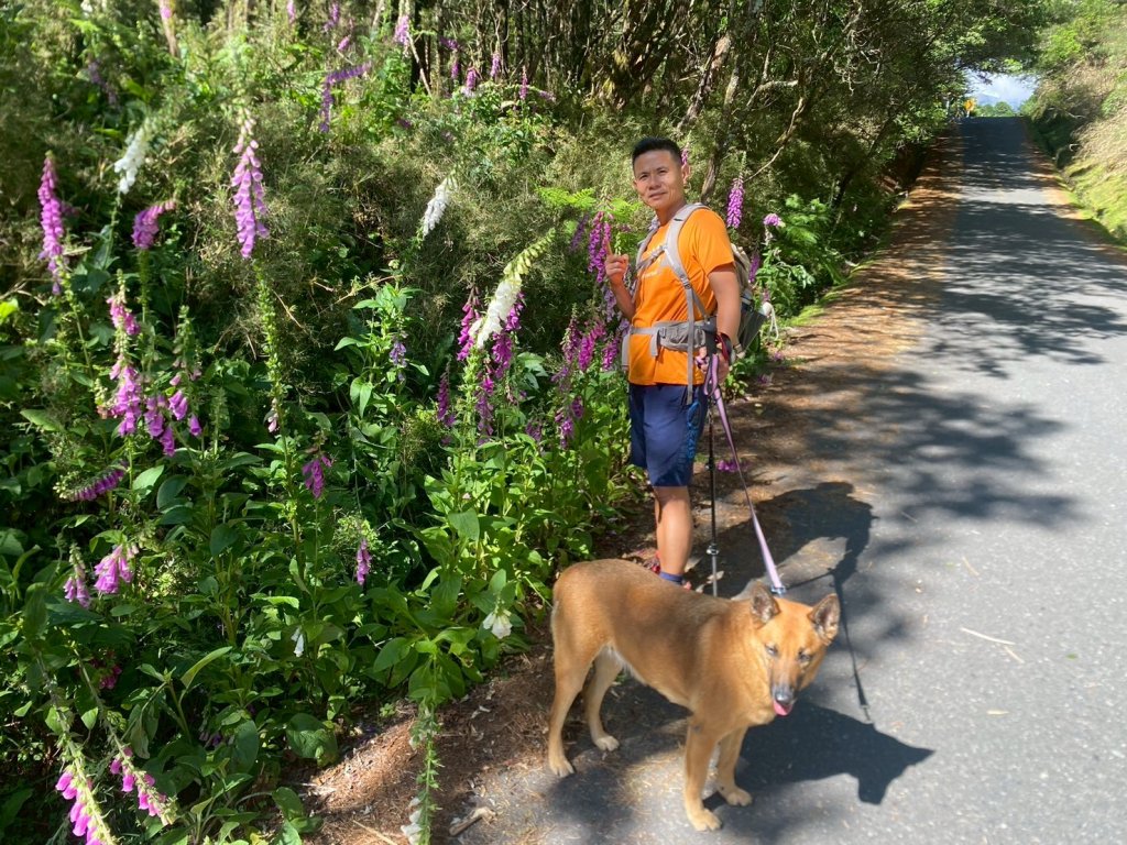 東埔山+東埔大草原步道【這裡的夏天冷颼颼】_2826493