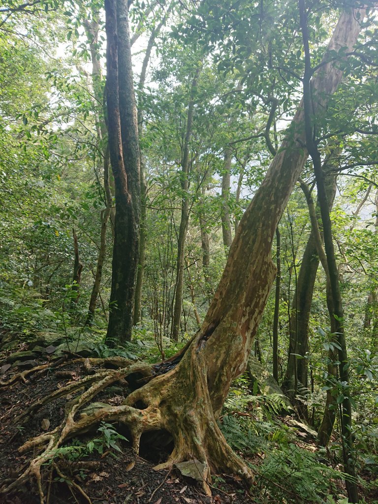 滿月圓-東滿步道_1293508