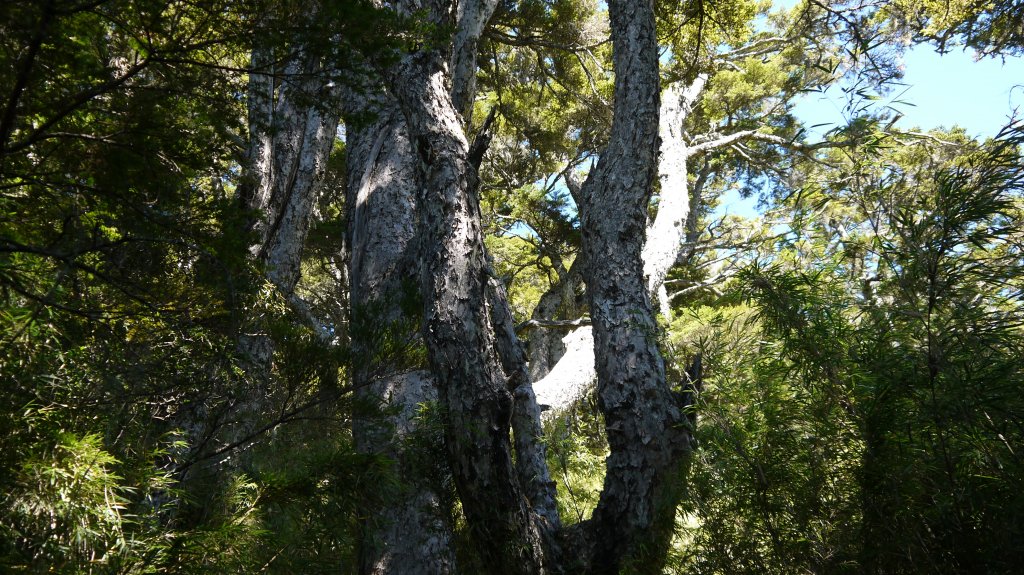 池有山單攻登山健行趣(百岳52)_1515297