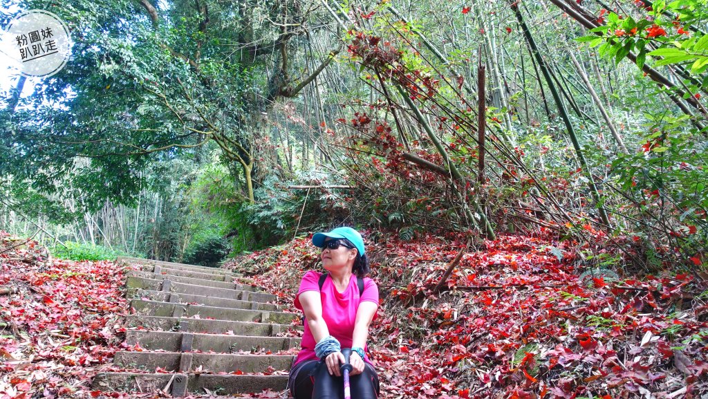 阿里山山脈越嶺步道大串走 D6_543912