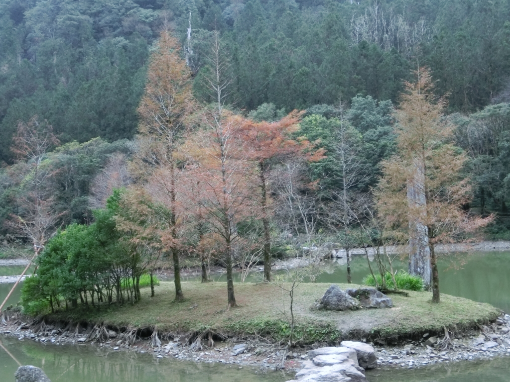 棲蘭山莊．神木園．明池_93499