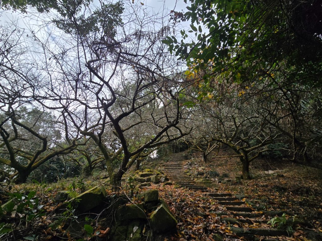 風空子山_2983212