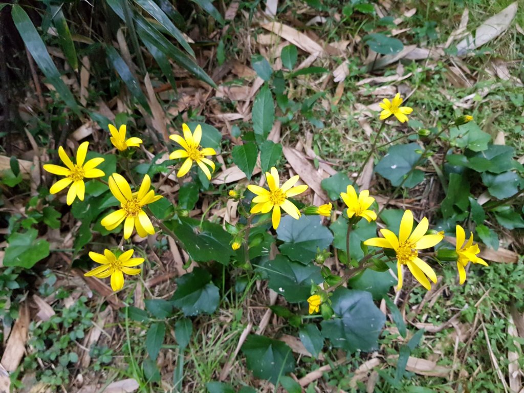 大屯山主峰_1142021