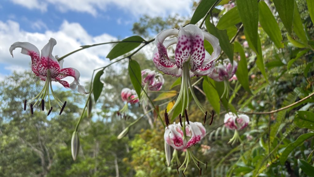 岩壁上的花、艷紅鹿子百合（2封面圖