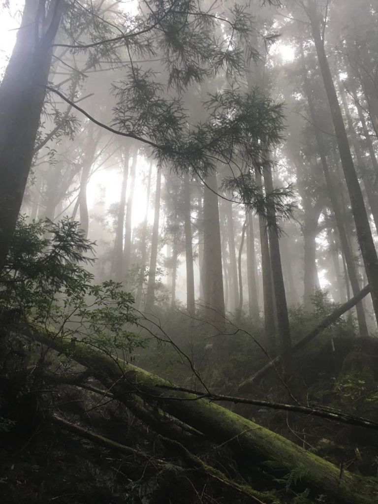 觀霧檜山巨木森林步道_171749