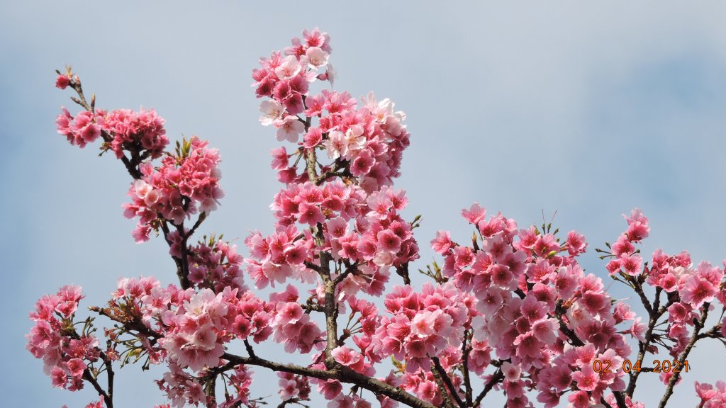 花花世界_1258627