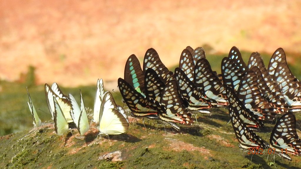 雲山水花鳥蝶 - 天龍國阿伯的日常 7/8&11_1760645