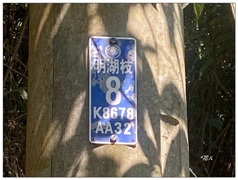 阿里眉山 (日月潭四姝的么妹)_2753045