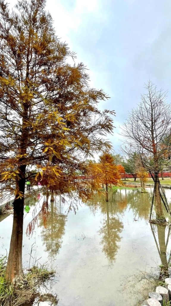 桃園大溪-花彩節🌼李騰芳古厝-月眉落雨松_2936525