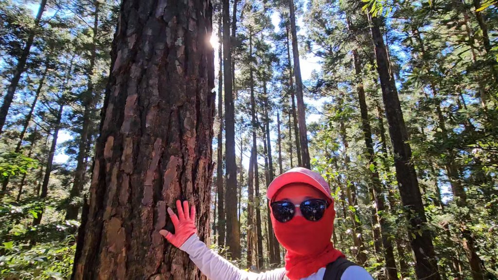 新竹尖石蓮包山+鴛鴦谷鰻潭瀑布O型走_2379173