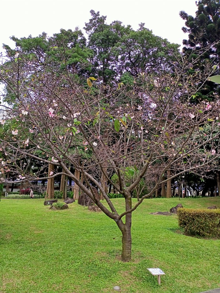 中正紀念堂走春踏青趣【齊心鞋力尋寶去】_2006656