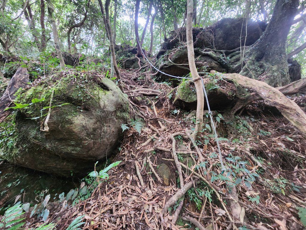 20250112貴妃山那結山外鳥嘴山蓮包山O型_2727138