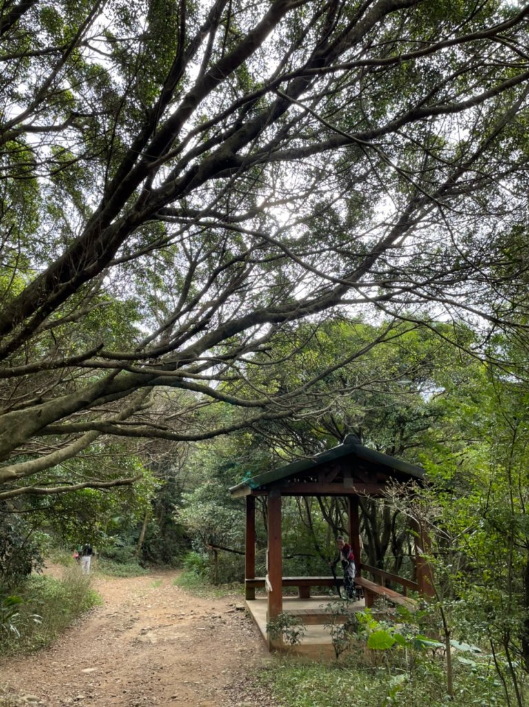 [桃園龜山]楓樹坑步道_1200574