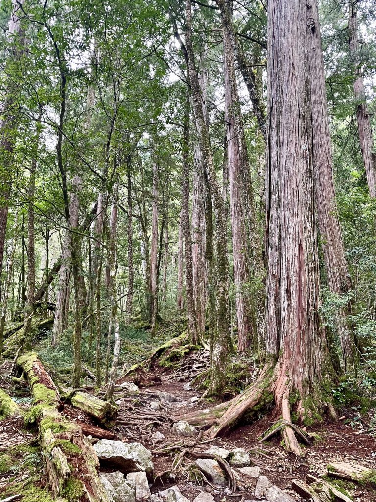 驚艷之旅~大小霸群峰_1856982