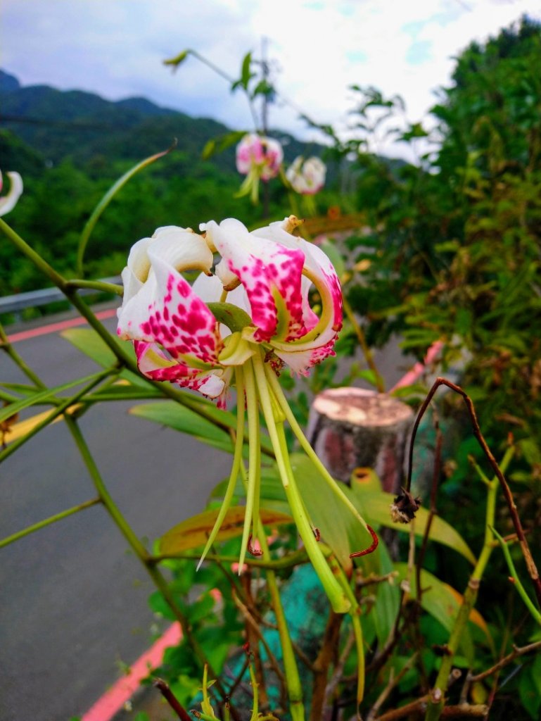 薯榔尖山、石筍尖山O走_656808