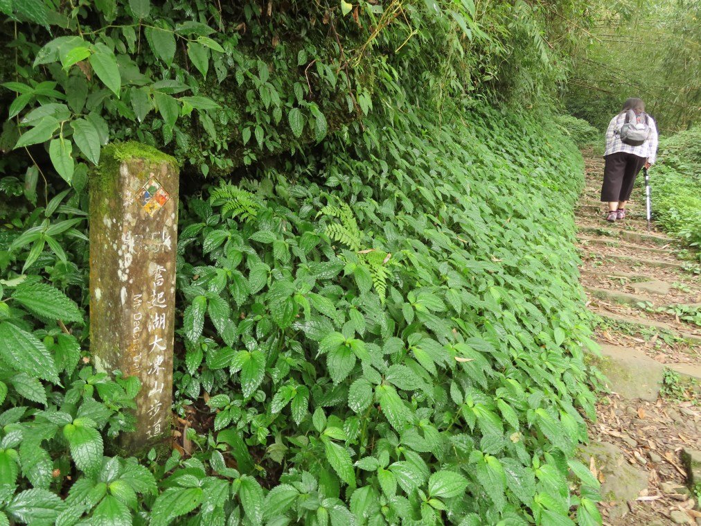 大凍山順遊奮起湖_722153