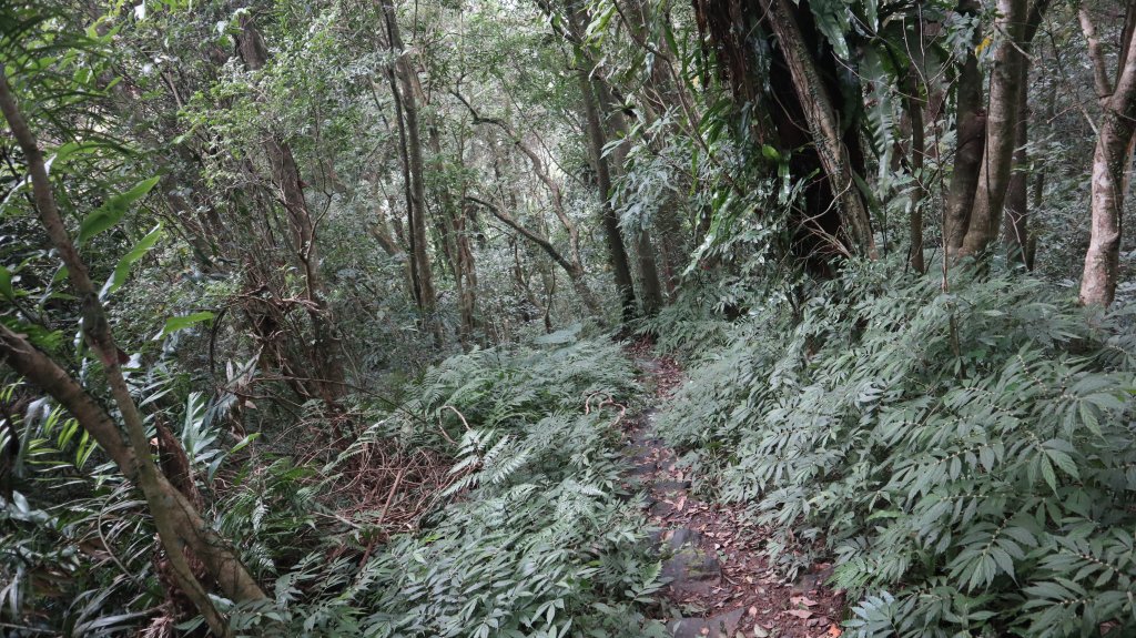 獵貍尖步道連走烏塗溪步道登山健行趣(淡蘭南路TK3-6&TK3-5&TK3-4)_2404491