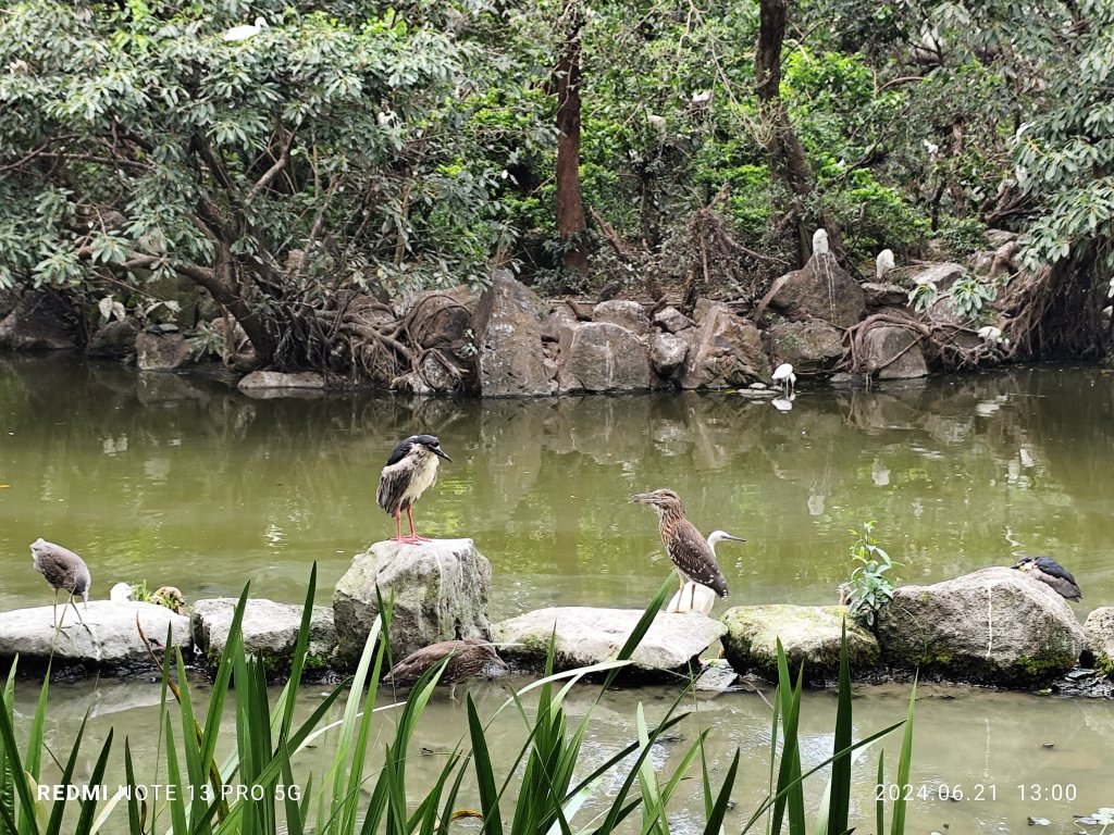 雲遊大安森林公園【走路趣尋寶，全臺齊步走】_2531595
