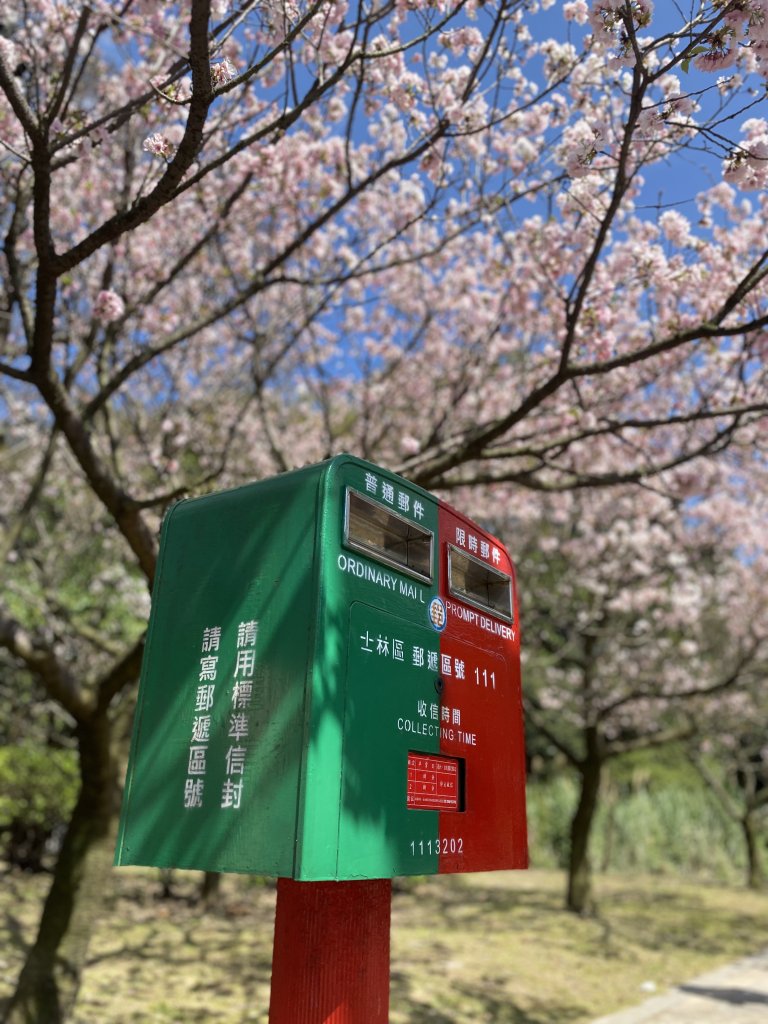 如墨暈染的春日邂逅｜中山樓墨染櫻 × 北投步道探花記封面圖