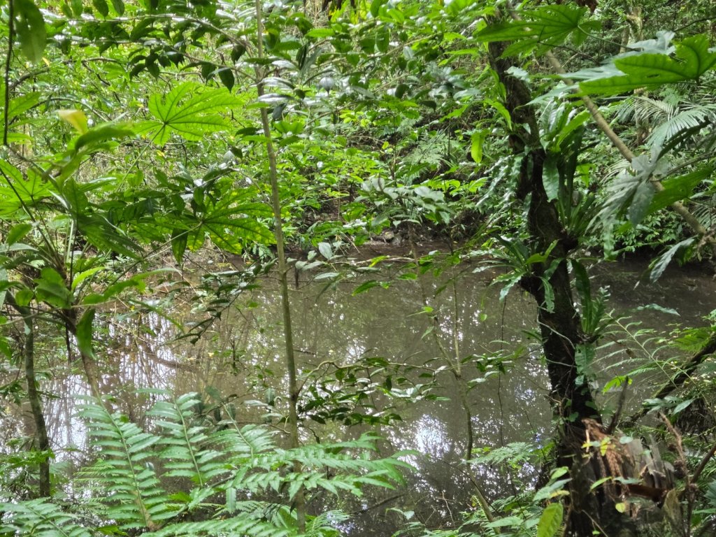 馬武督探索森林、外鳥嘴山_2860609