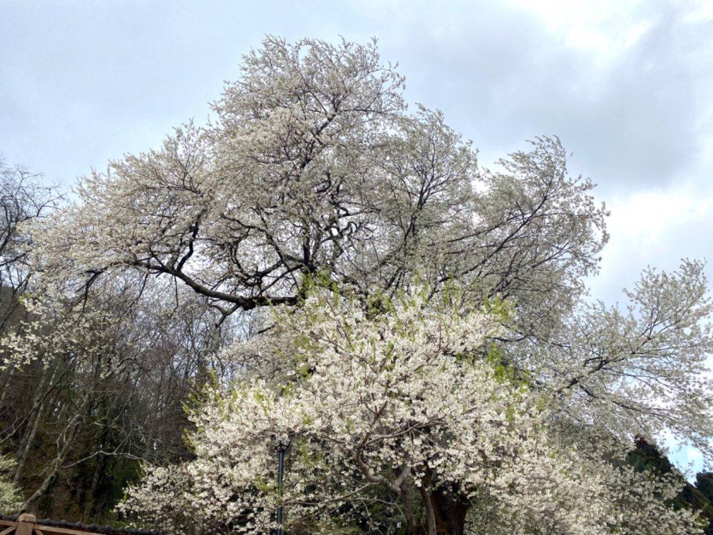 霧社櫻王 只櫻有你_873203