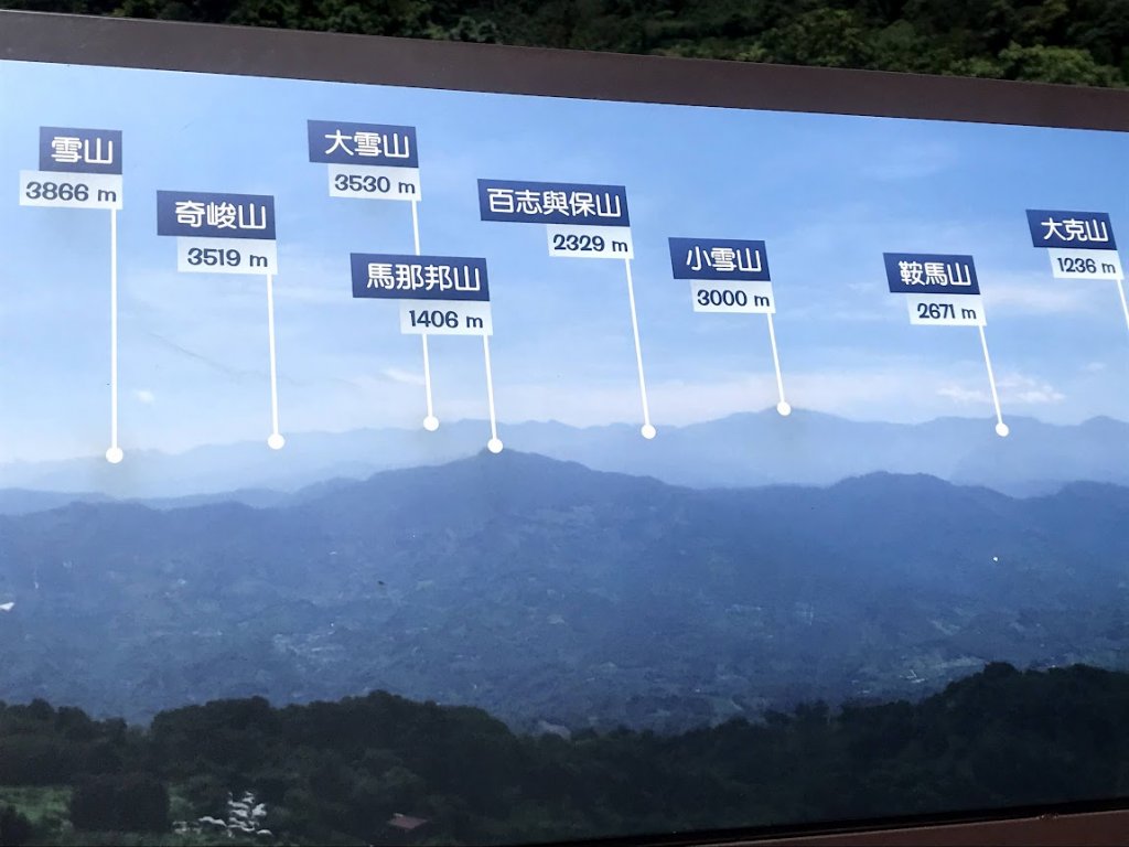 薑麻園桐花步道20200627_1965409