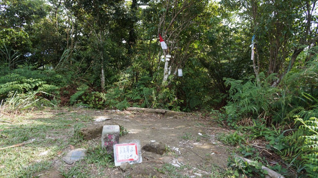 白雞山連走之花_573999