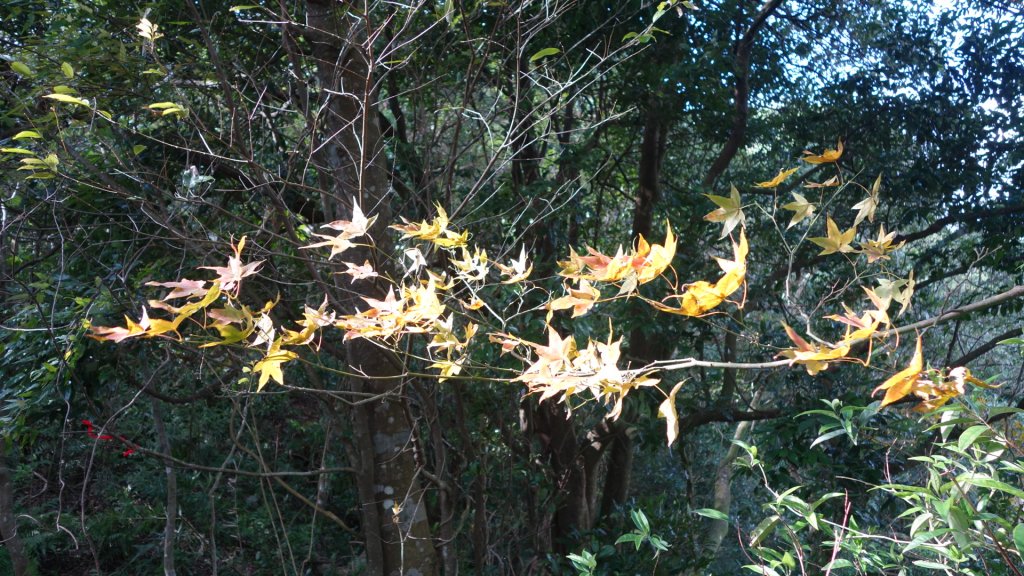 新北石碇姑娘山、雞冠山、松柏崎山、紙寮坑古道8字行_1968534