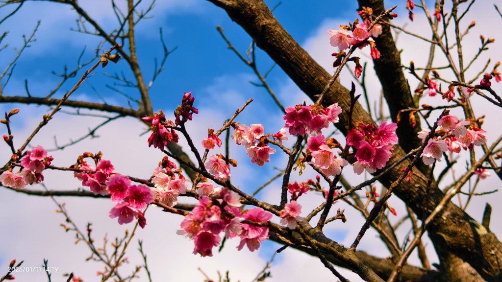 #花卉試驗中心 #永公路500巷 #平菁街42巷 #原住民公園 #士林官邸 1/4_2980364